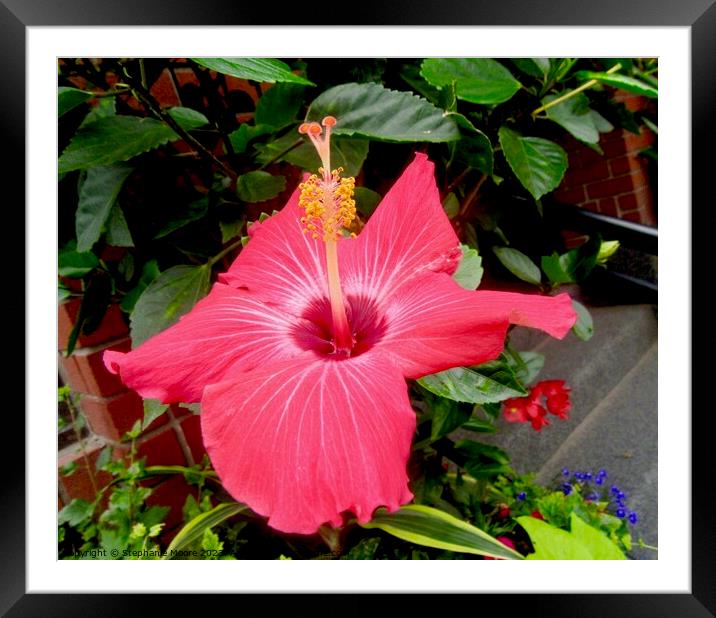 pink hibiscus Framed Mounted Print by Stephanie Moore