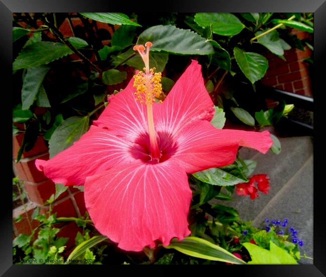 pink hibiscus Framed Print by Stephanie Moore