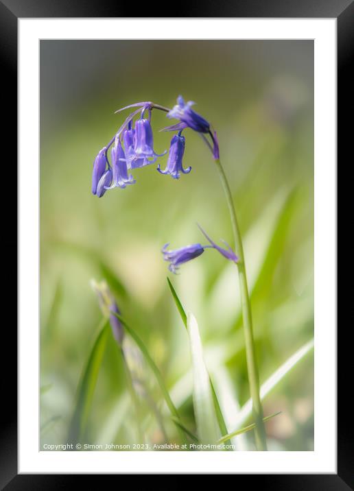  Bluebell flower Framed Mounted Print by Simon Johnson