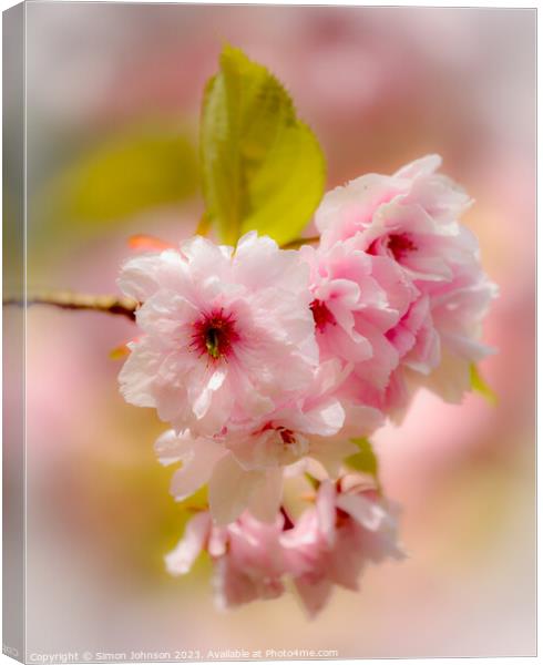 Spring blossom with soft focus  Canvas Print by Simon Johnson