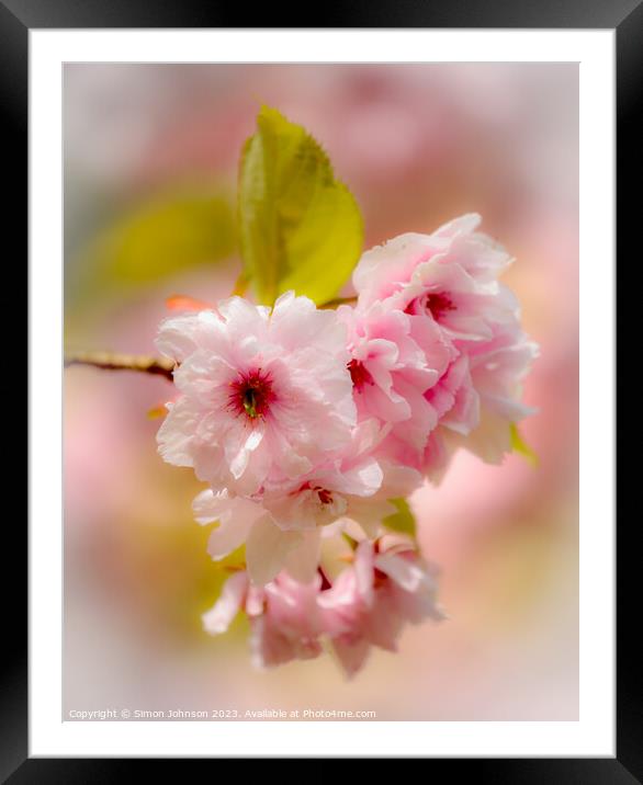 Spring blossom with soft focus  Framed Mounted Print by Simon Johnson