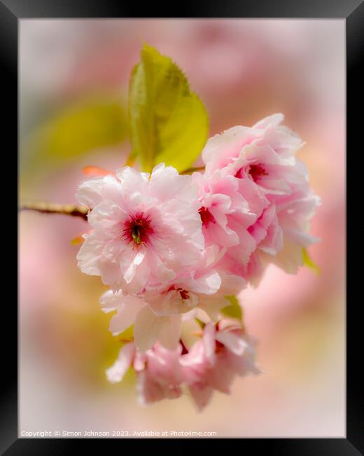 Spring blossom with soft focus  Framed Print by Simon Johnson