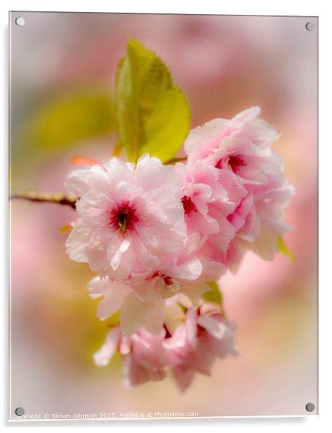 Spring blossom with soft focus  Acrylic by Simon Johnson