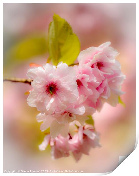 Spring blossom with soft focus  Print by Simon Johnson