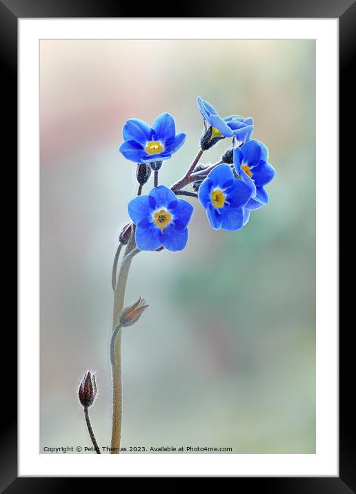 Forget-me-nots     (Myosotis sylvatica)  Framed Mounted Print by Peter Thomas
