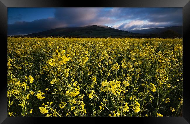 The Yellow Field Framed Print by Creative Photography Wales