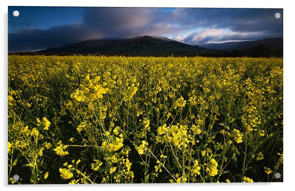 The Yellow Field Acrylic by Creative Photography Wales