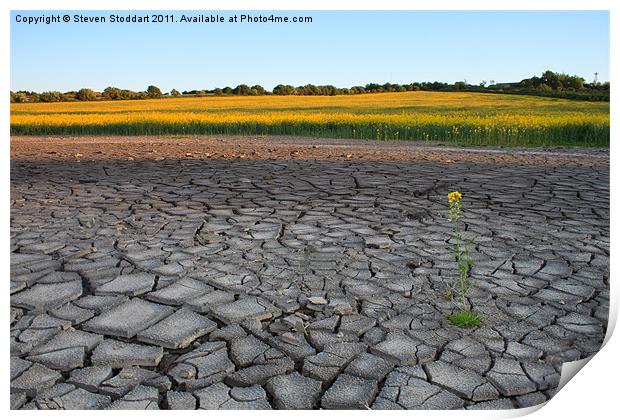 Drought? Print by Steven Stoddart