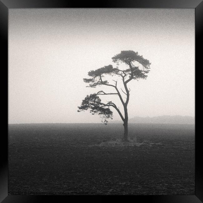 St Cyrus Tree Framed Print by Dave Bowman