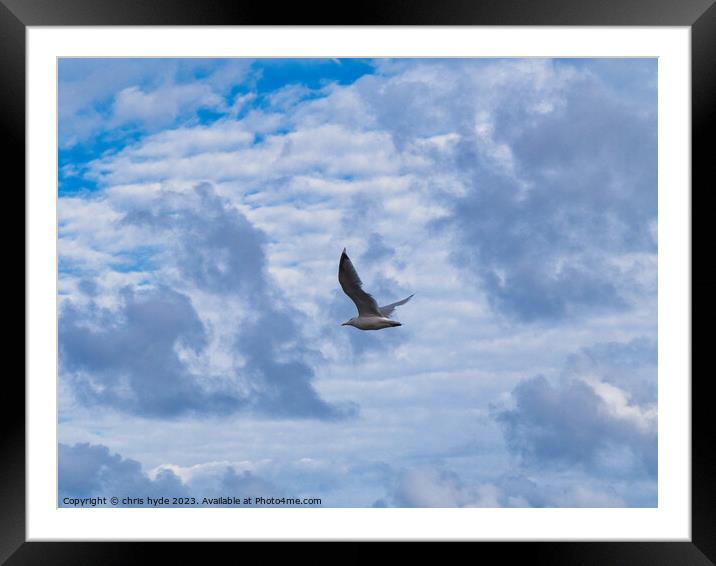 Lone gull Framed Mounted Print by chris hyde