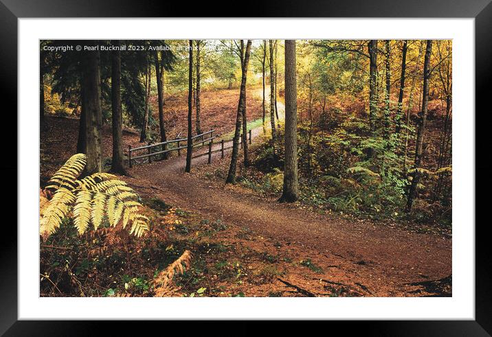 Alice Holt Woodland Path in Autumn Framed Mounted Print by Pearl Bucknall