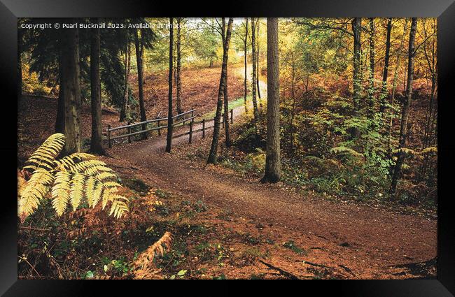 Alice Holt Forest Path in Autumn Framed Print by Pearl Bucknall