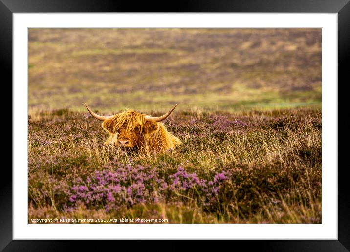 Dartmoor Cow Framed Mounted Print by Russ Summers