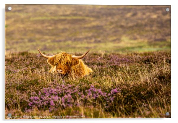 Dartmoor Cow Acrylic by Russ Summers