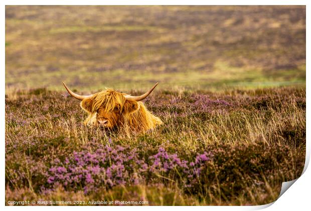 Dartmoor Cow Print by Russ Summers