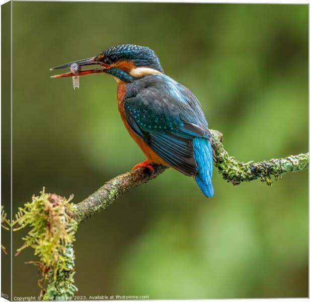 Kingfisher with its catch Canvas Print by Clive Ingram