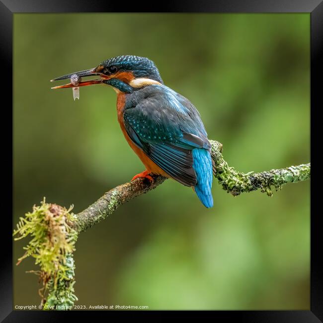 Kingfisher with its catch Framed Print by Clive Ingram