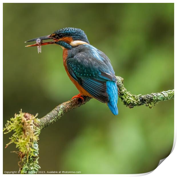 Kingfisher with its catch Print by Clive Ingram
