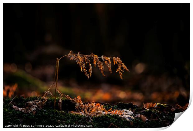 Forest Fern Print by Russ Summers