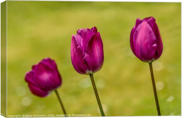 Tulip Trio Canvas Print by Russ Summers
