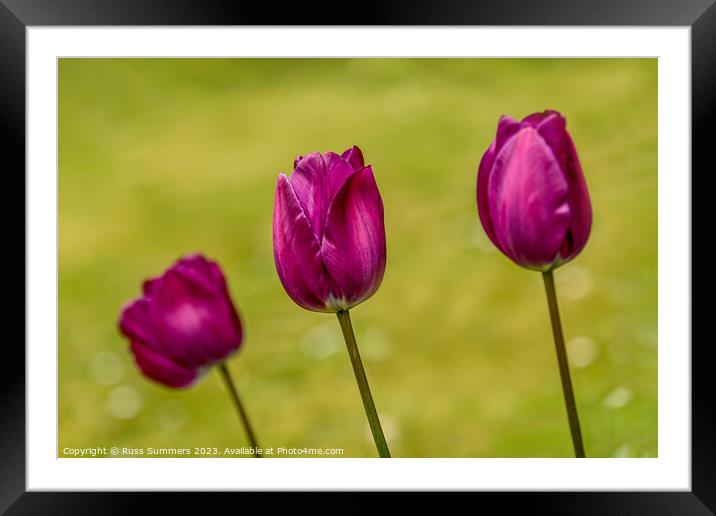 Tulip Trio Framed Mounted Print by Russ Summers