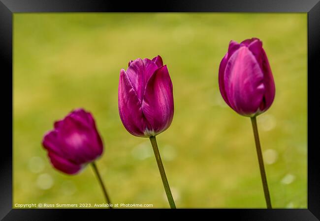 Tulip Trio Framed Print by Russ Summers