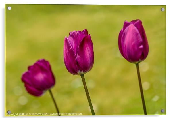 Tulip Trio Acrylic by Russ Summers