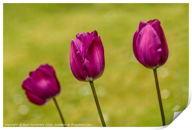 Tulip Trio Print by Russ Summers