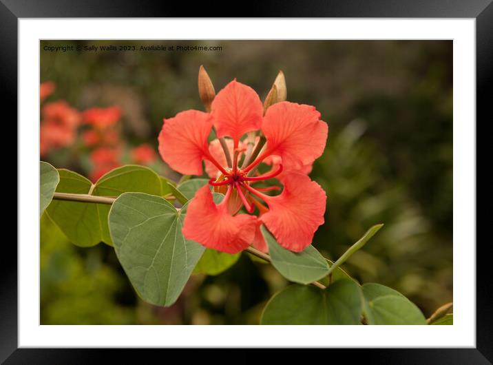 Exotic Flower Framed Mounted Print by Sally Wallis