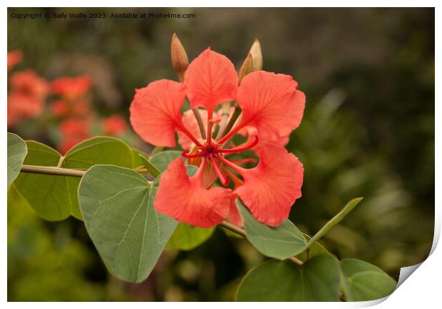 Exotic Flower Print by Sally Wallis