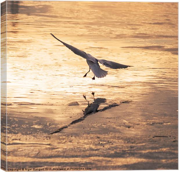 Gull Landing on Ice Canvas Print by Nigel Bangert