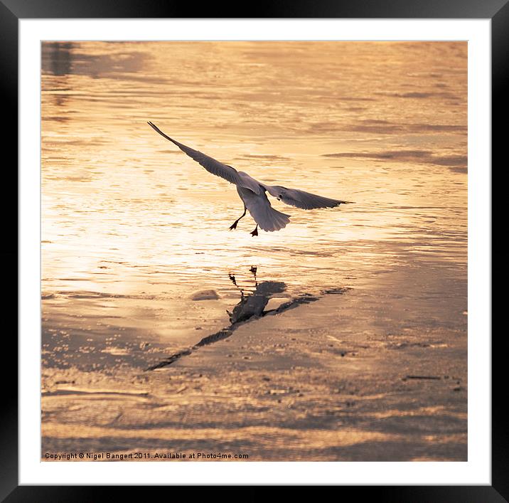 Gull Landing on Ice Framed Mounted Print by Nigel Bangert