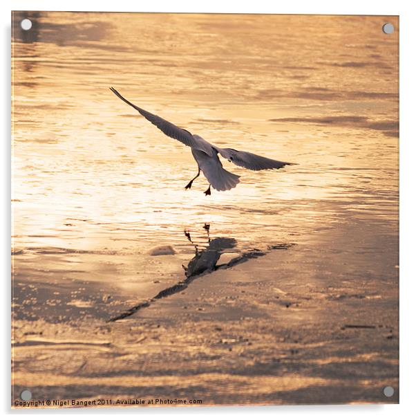 Gull Landing on Ice Acrylic by Nigel Bangert