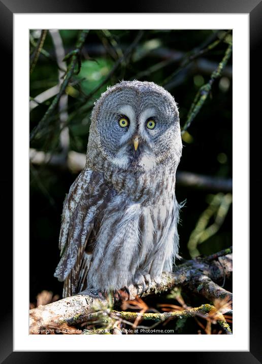 Great Grey Owl Framed Mounted Print by Steve de Roeck