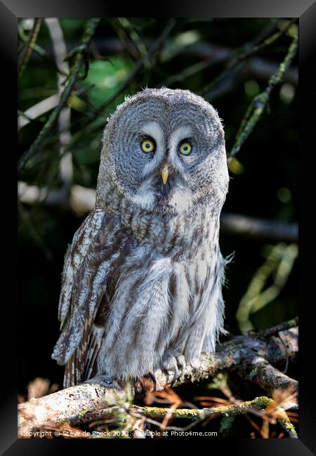 Great Grey Owl Framed Print by Steve de Roeck