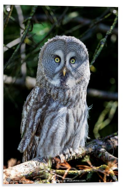 Great Grey Owl Acrylic by Steve de Roeck