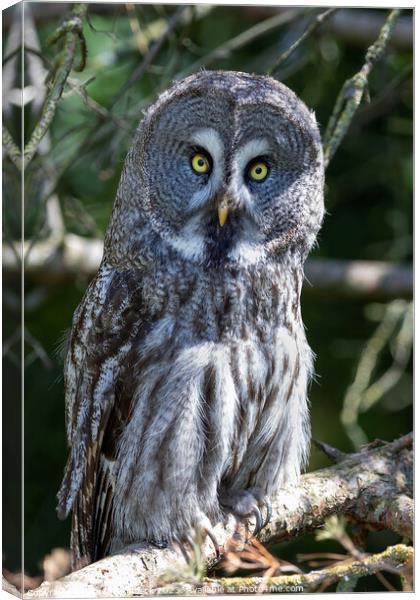 A Great Grey Owl sitting on a branch Canvas Print by Steve de Roeck