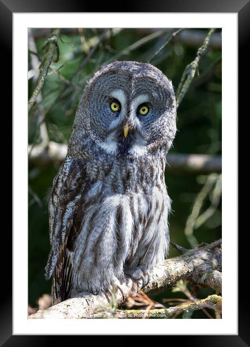 A Great Grey Owl sitting on a branch Framed Mounted Print by Steve de Roeck