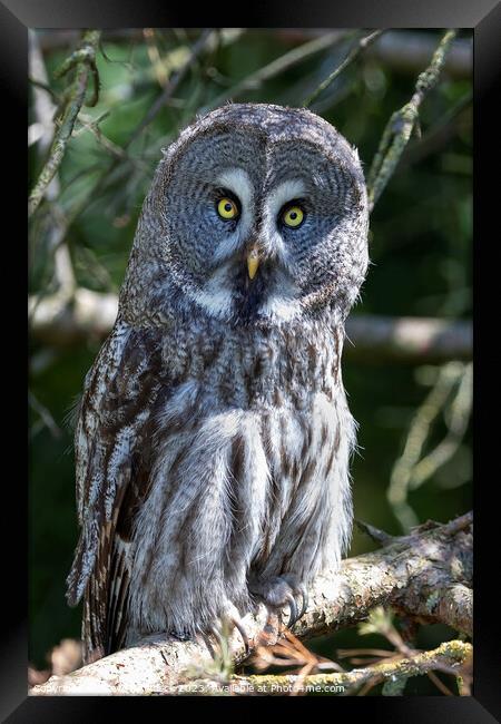 A Great Grey Owl sitting on a branch Framed Print by Steve de Roeck