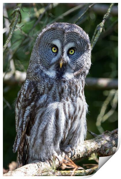 A Great Grey Owl sitting on a branch Print by Steve de Roeck