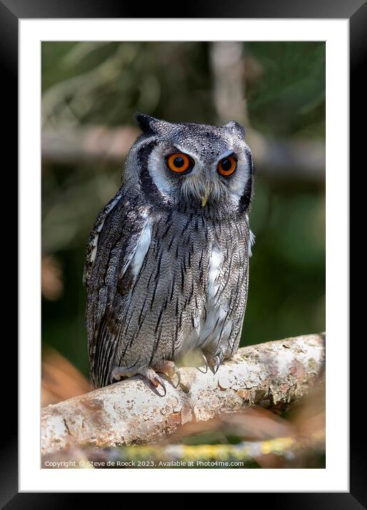 Southern White Faced Owl Framed Mounted Print by Steve de Roeck