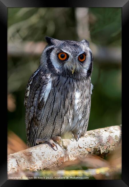 Southern White Faced Owl Framed Print by Steve de Roeck