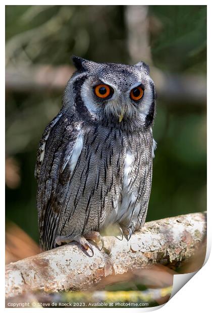 Southern White Faced Owl Print by Steve de Roeck