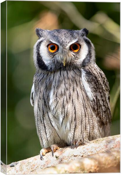 Southern White Faced Owl Canvas Print by Steve de Roeck