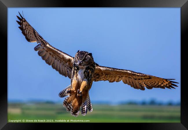 Eurasian Eagle Owl stoops on its prey Framed Print by Steve de Roeck