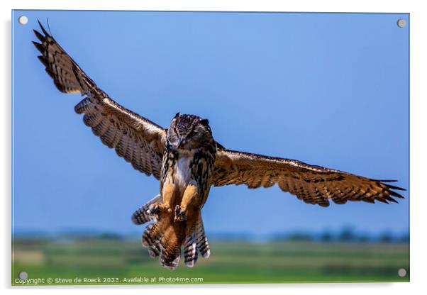 Eurasian Eagle Owl stoops on its prey Acrylic by Steve de Roeck