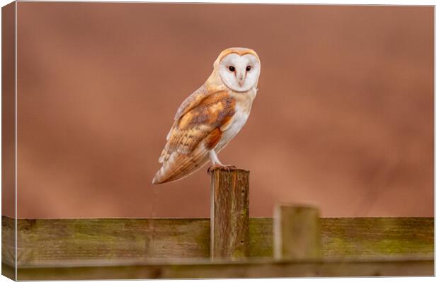 Barn Owl on a fence Canvas Print by Andrew Scott