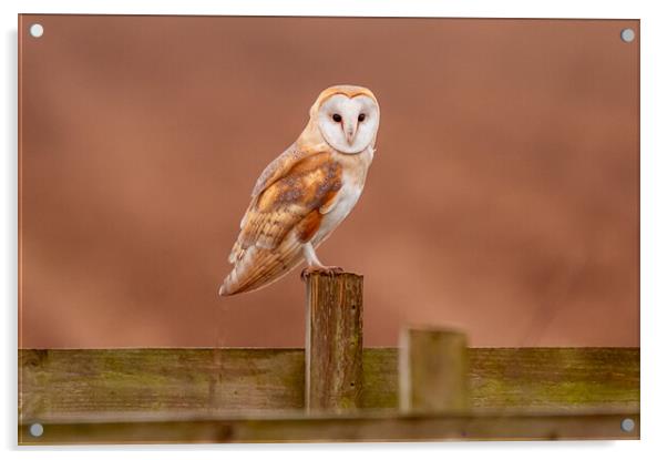 Barn Owl on a fence Acrylic by Andrew Scott