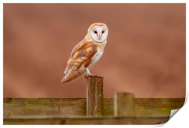 Barn Owl on a fence Print by Andrew Scott