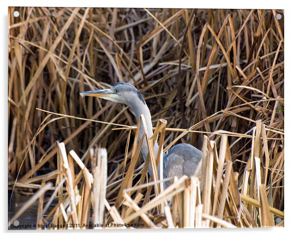 Heron in Reeds Acrylic by Nigel Bangert